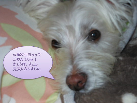 b0242873_0313334.png