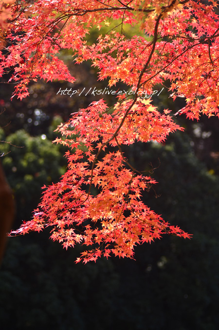 滋賀県：東近江市　＝永源寺＝　Ver3_a0220782_7575085.jpg