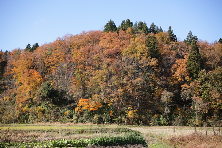 新潟県・五泉市　蛭野の銀杏　その４_e0165983_10292167.jpg