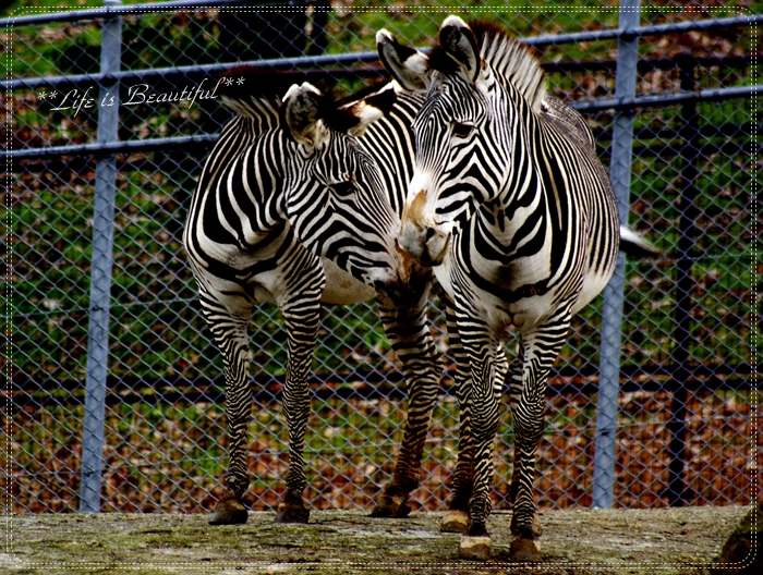 Zebra♪_c0156789_20291212.jpg