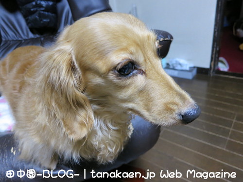 吉野家 半玉 焼鳥つくね丼 食べたった_b0200291_18213297.jpg