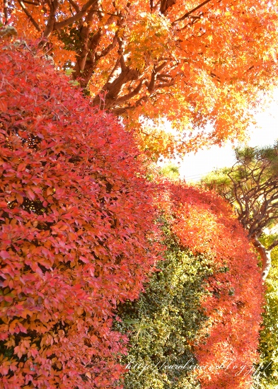 紅葉狩り_d0025294_0135398.jpg