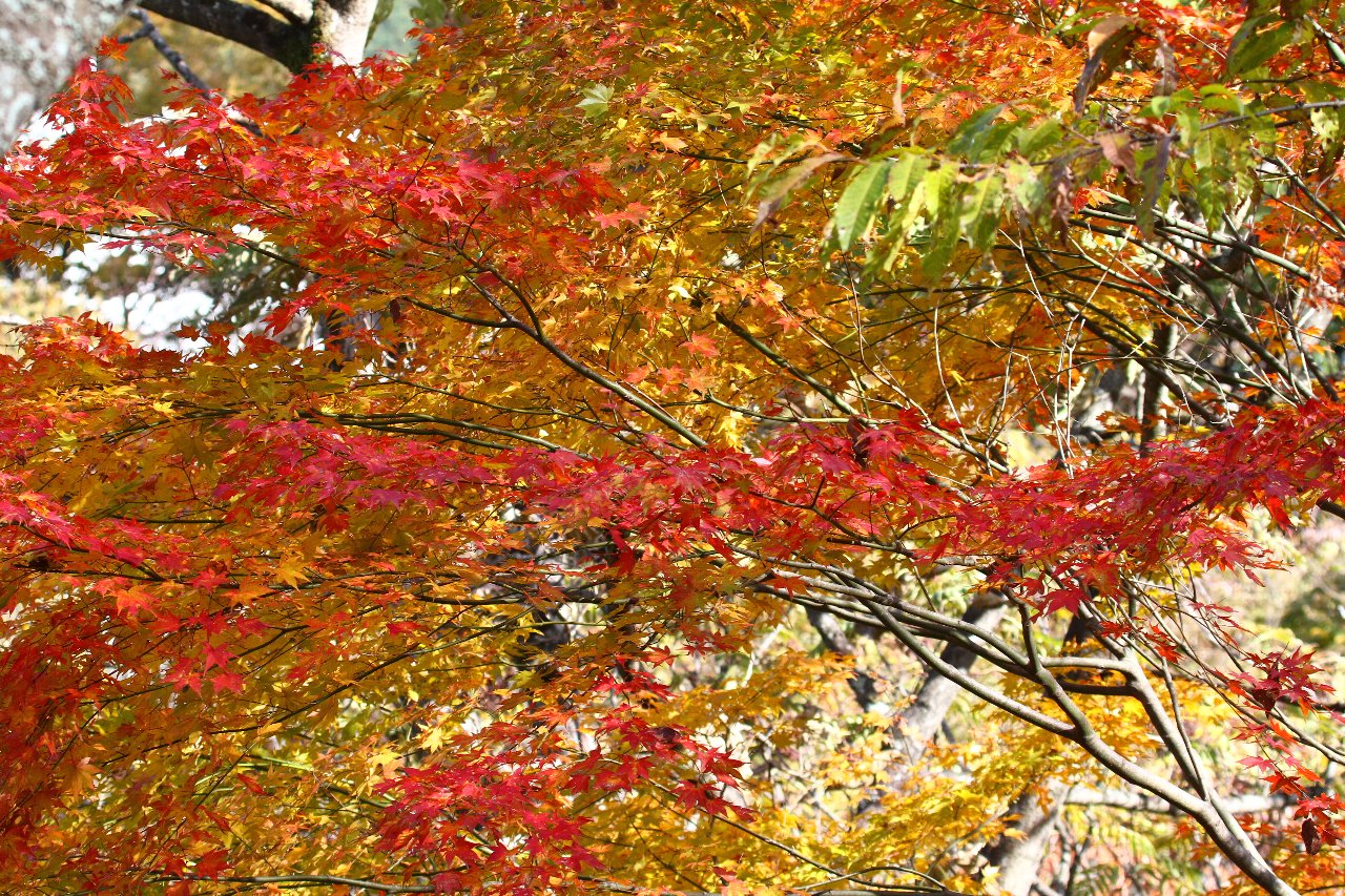 e0167295_2212470.jpg