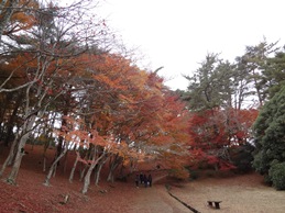 紅葉_b0146196_0431837.jpg