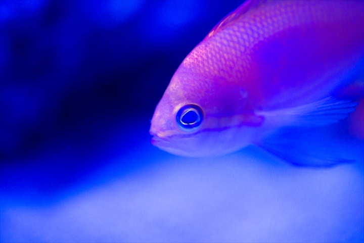 すみだ水族館　青い水槽_a0296897_1231420.jpg