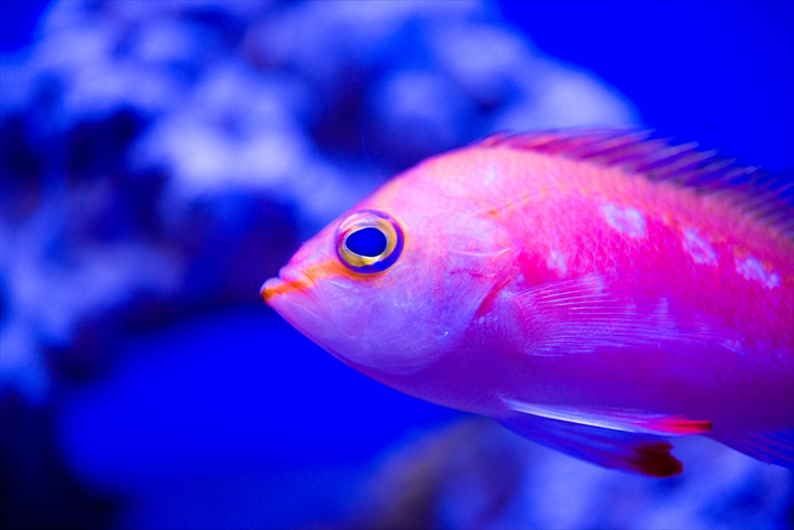 すみだ水族館　青い水槽_a0296897_123641.jpg