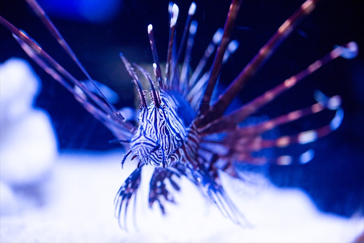 すみだ水族館　青い水槽_a0296897_1253395.jpg