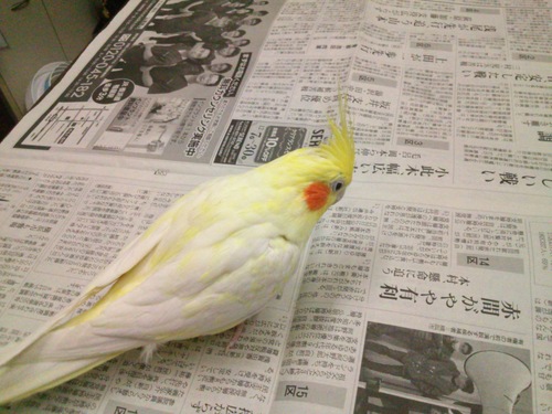 オカメインコが太った_b0146998_6415834.jpg