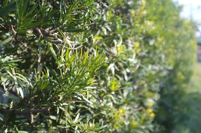 c0158407_1053196.jpg