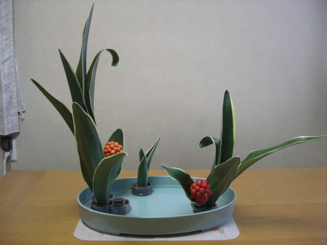 万年青 七五三の伝 おかやんの花日記 万年青 七五三の伝 おかやんの花日記