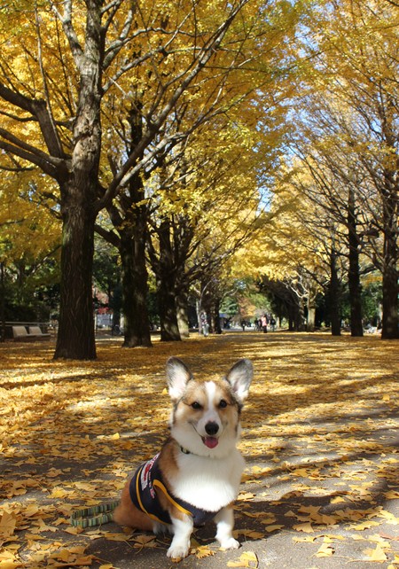 紅葉散歩へ~♪_f0155118_1011355.jpg