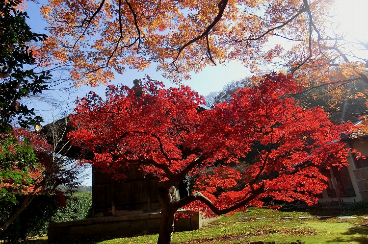 鎌倉 長寿寺 - 師走彩景 2012 -_d0085025_1742095.jpg