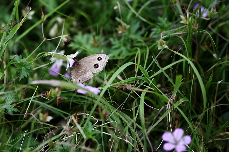 美ヶ原で見つけた虫たち_d0170525_854218.jpg