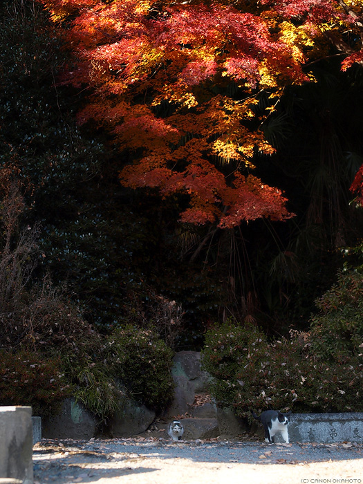 もみぢ_f0197128_2204210.jpg