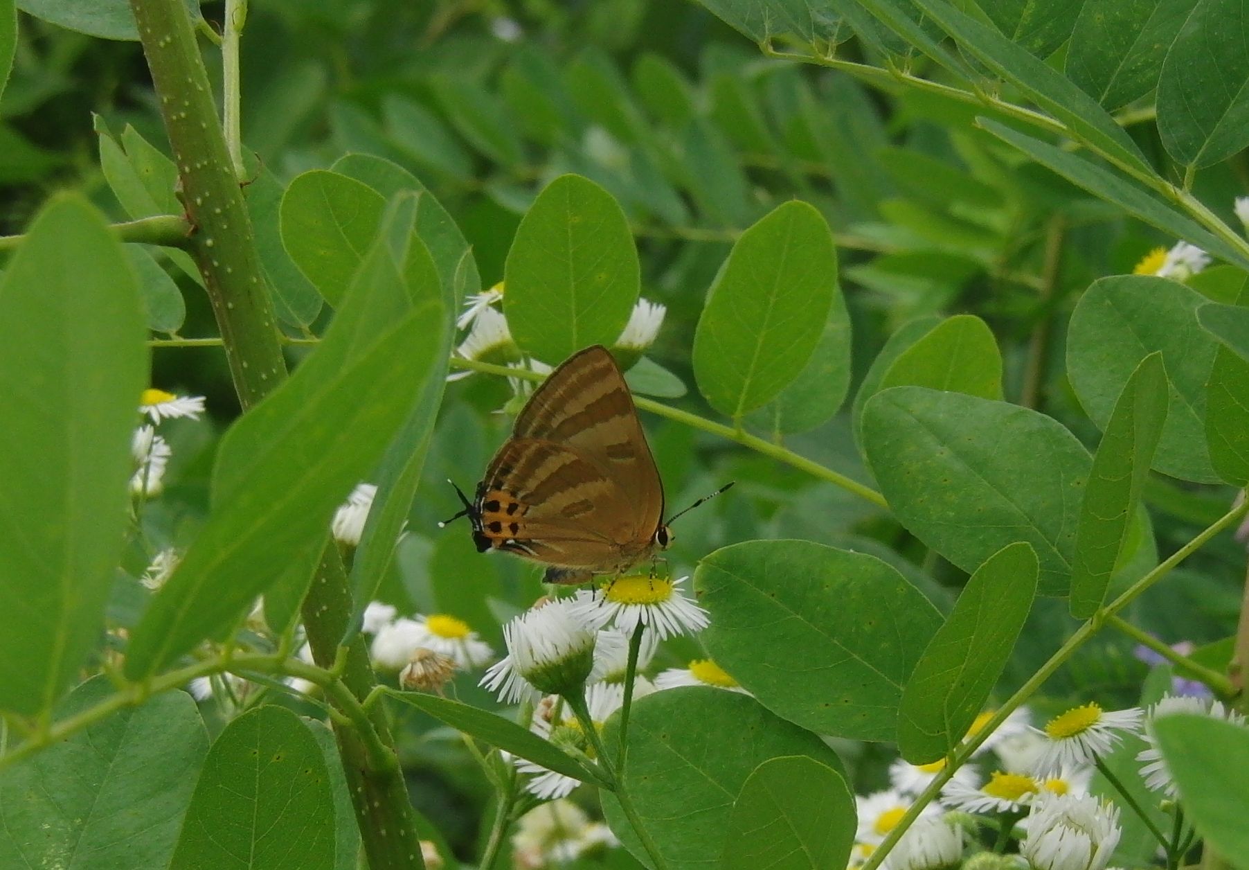トラフシジミ カテゴリー編_d0254540_1881010.jpg