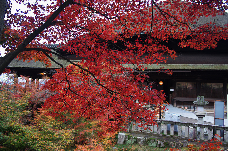 紅葉燃える清水寺_f0155048_12333068.jpg