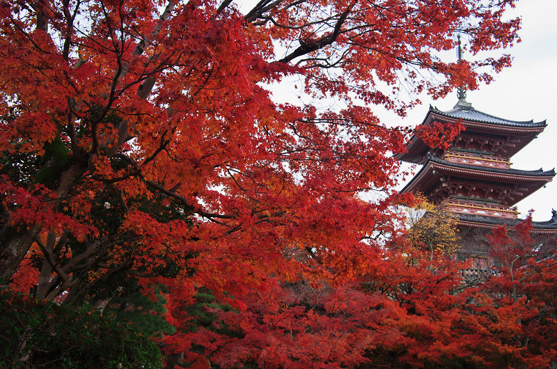 紅葉燃える清水寺_f0155048_12432576.jpg