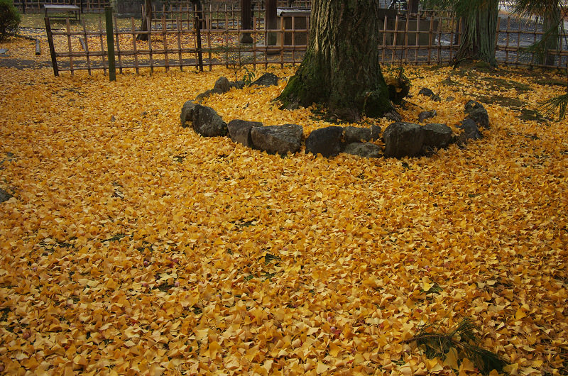 紅葉の朝（清凉寺（嵯峨釈迦堂））_f0155048_13221785.jpg