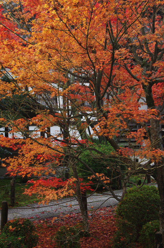 紅葉の朝（清凉寺（嵯峨釈迦堂））_f0155048_13231013.jpg