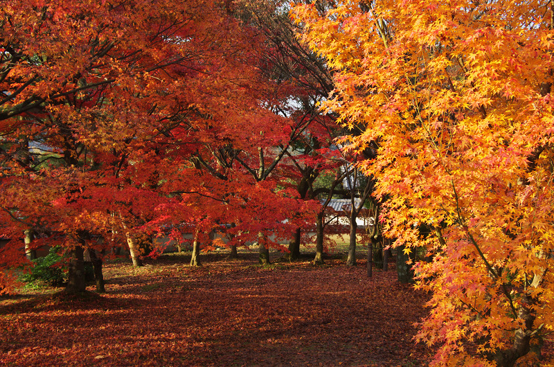 紅葉の朝（清凉寺（嵯峨釈迦堂））_f0155048_13234989.jpg