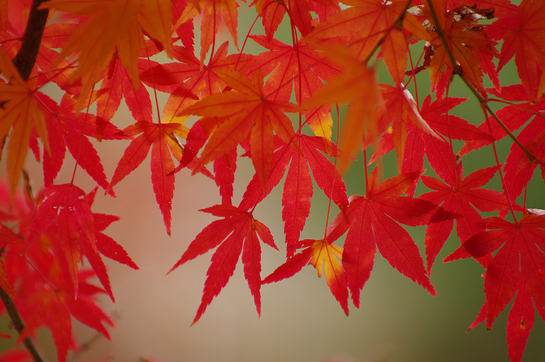 紅葉 2012　～大沢池～_f0152550_21103261.jpg