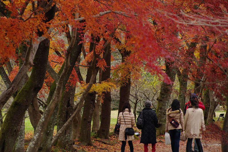 紅葉 2012　～大沢池～_f0152550_2110329.jpg