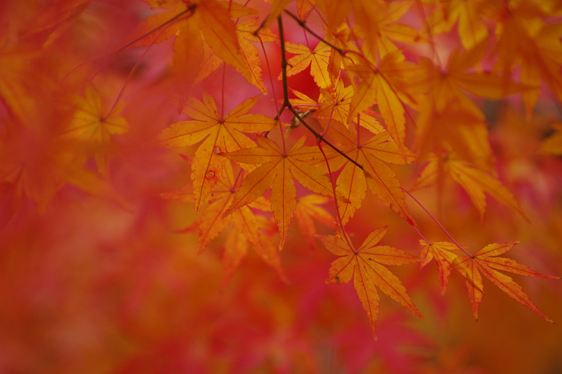 紅葉 2012　～大沢池～_f0152550_21103876.jpg