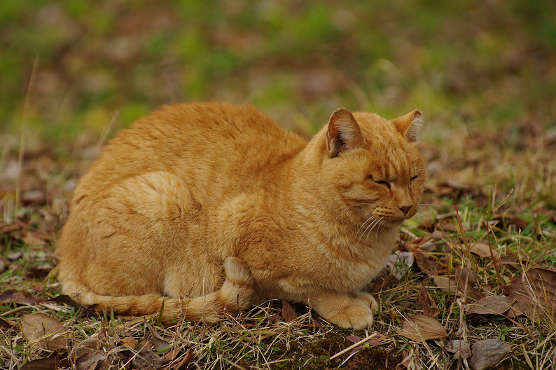 紅葉 2012　～大沢池～_f0152550_21105064.jpg