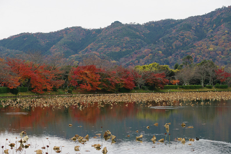 紅葉 2012　～大沢池～_f0152550_21111077.jpg