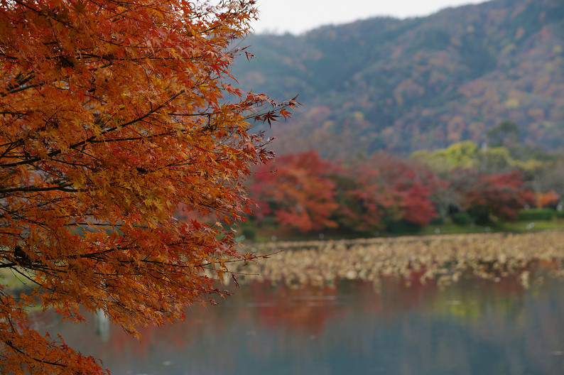 紅葉 2012　～大沢池～_f0152550_21111626.jpg