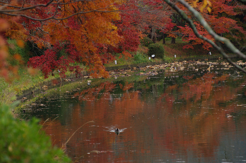 紅葉 2012　～大沢池～_f0152550_2111299.jpg