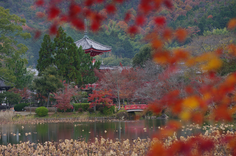 紅葉 2012　～大沢池～_f0152550_21115554.jpg