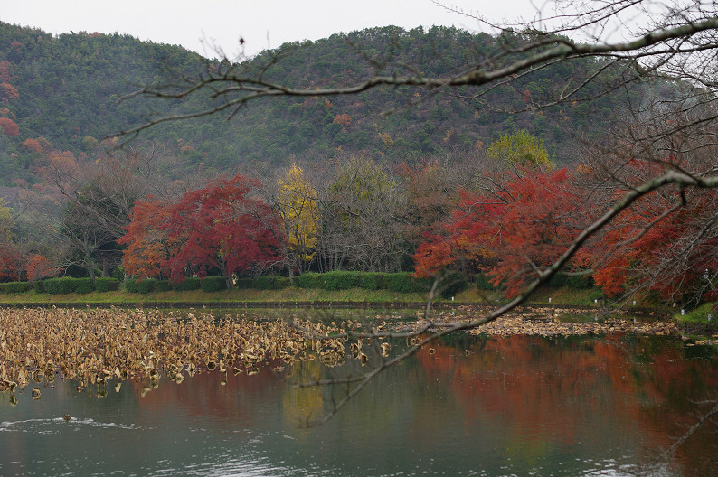 紅葉 2012　～大沢池～_f0152550_21122080.jpg