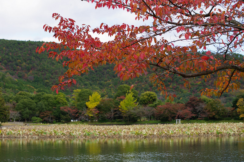 紅葉 2012　～大沢池～_f0152550_2113180.jpg