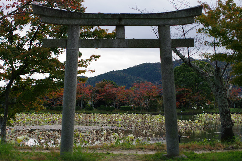 紅葉 2012　～大沢池～_f0152550_2121758.jpg