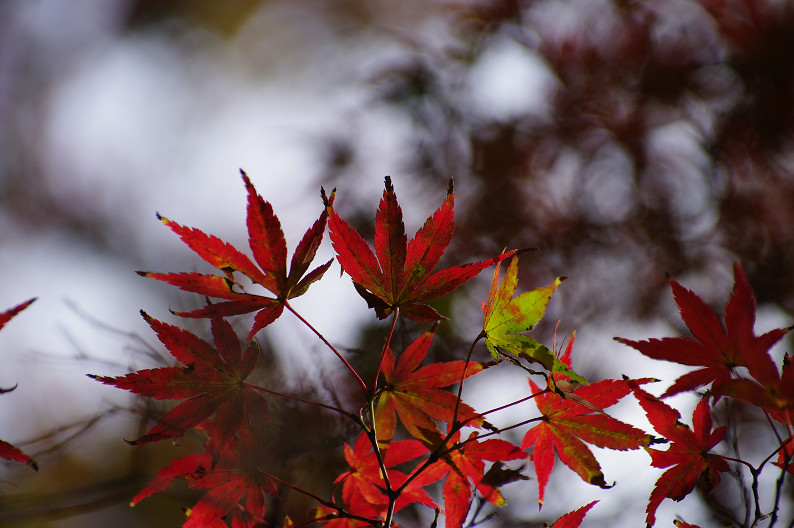 紅葉 2012　～大沢池～_f0152550_2123620.jpg