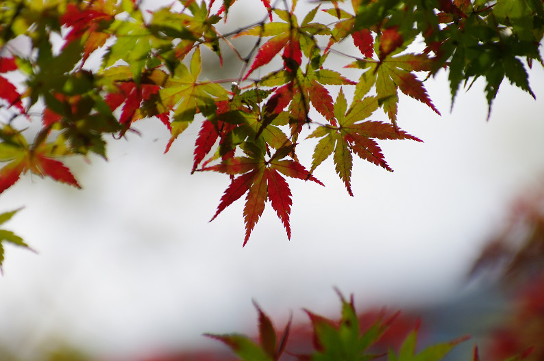 紅葉 2012　～大沢池～_f0152550_2124227.jpg