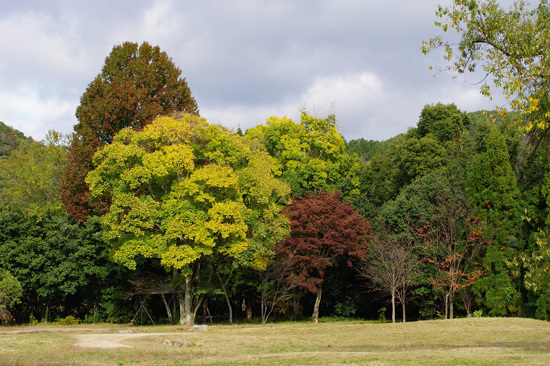 紅葉 2012　～大沢池～_f0152550_2124897.jpg