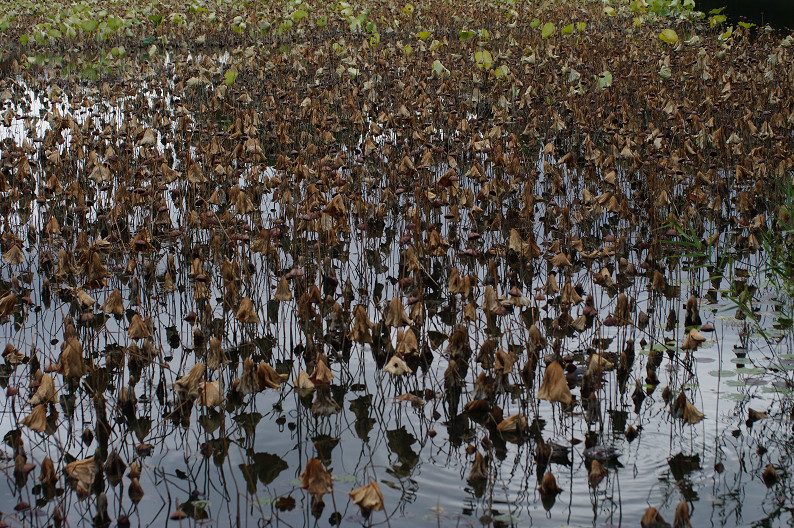 紅葉 2012　～大沢池～_f0152550_212696.jpg