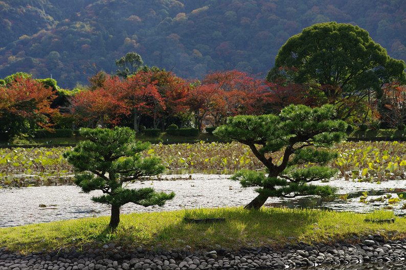 紅葉 2012　～大沢池～_f0152550_2131243.jpg