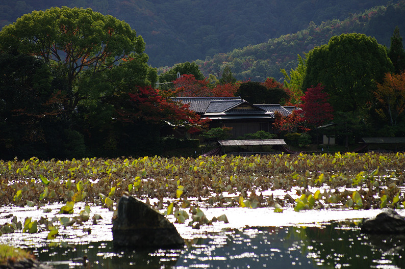 紅葉 2012　～大沢池～_f0152550_2131811.jpg