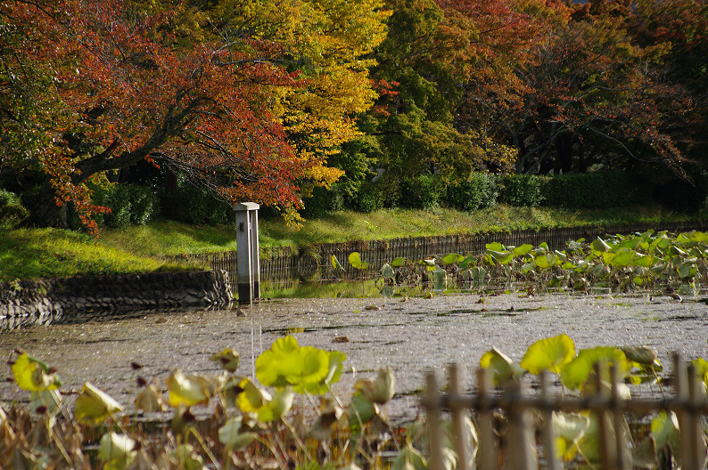 紅葉 2012　～大沢池～_f0152550_2132998.jpg