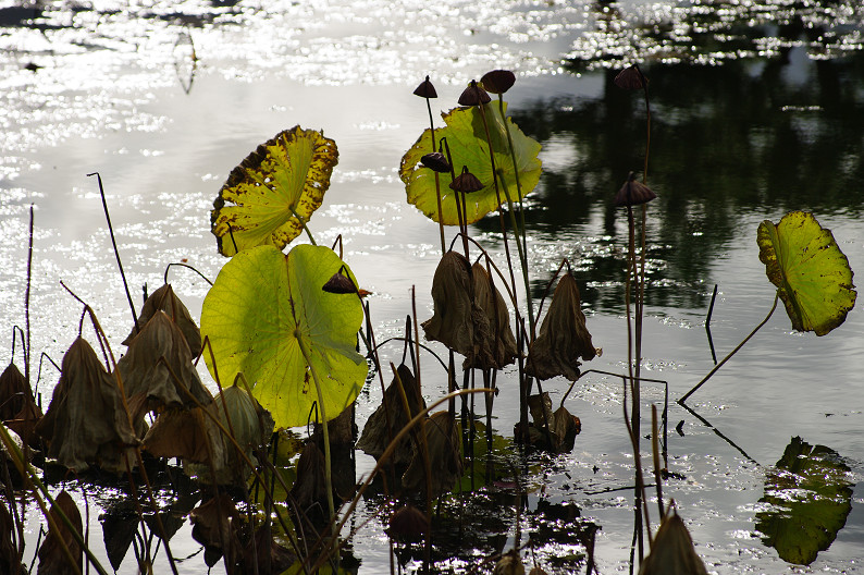 紅葉 2012　～大沢池～_f0152550_2133687.jpg