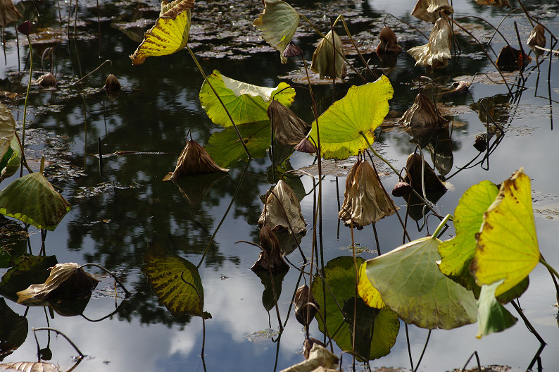 紅葉 2012　～大沢池～_f0152550_2134973.jpg