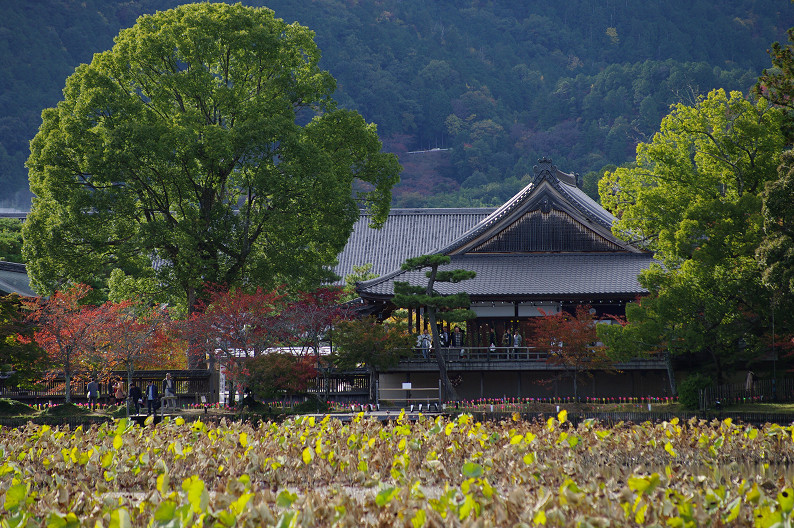 紅葉 2012　～大沢池～_f0152550_213554.jpg