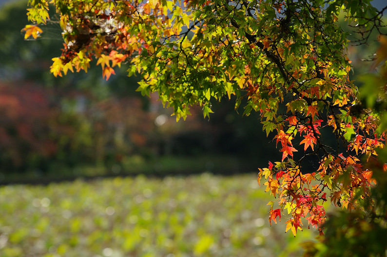 紅葉 2012　～大沢池～_f0152550_2141739.jpg