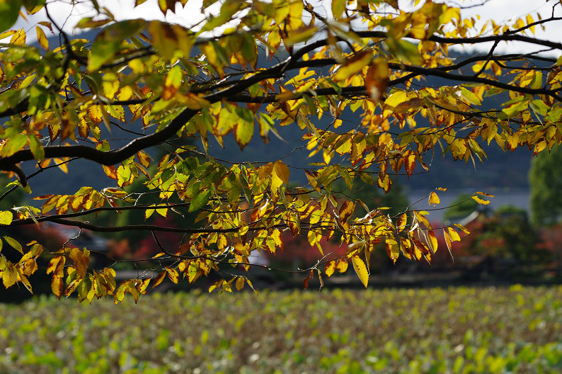 紅葉 2012　～大沢池～_f0152550_2142575.jpg