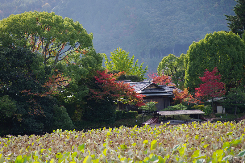 紅葉 2012　～大沢池～_f0152550_214316.jpg