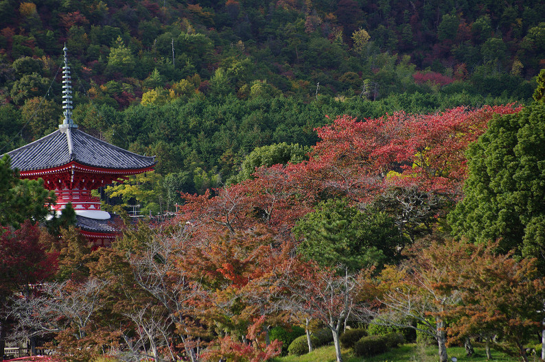 紅葉 2012　～大沢池～_f0152550_2143256.jpg