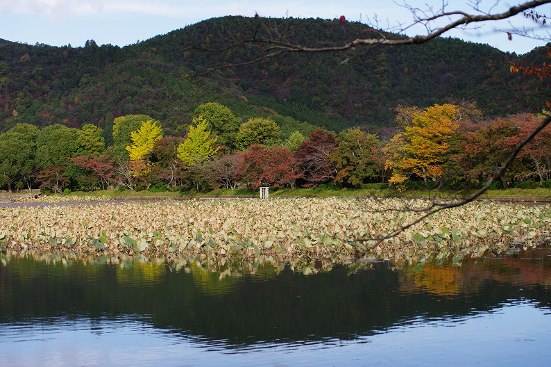 紅葉 2012　～大沢池～_f0152550_21512100.jpg